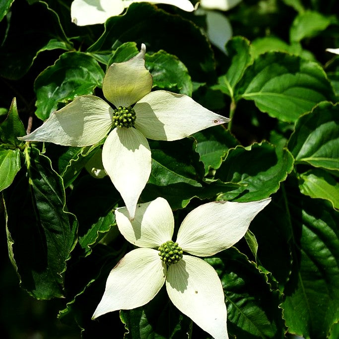 Chinesischer Blumen-Hartriegel (Cornus kousa chinensis)