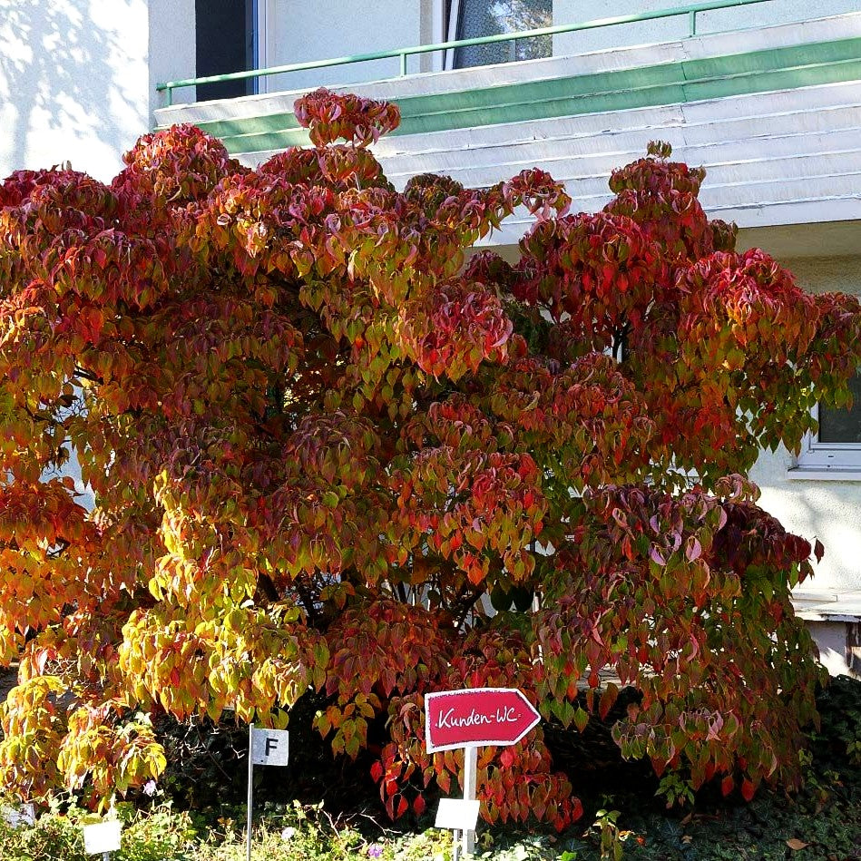 Chinesischer Blumen-Hartriegel (Cornus kousa chinensis)