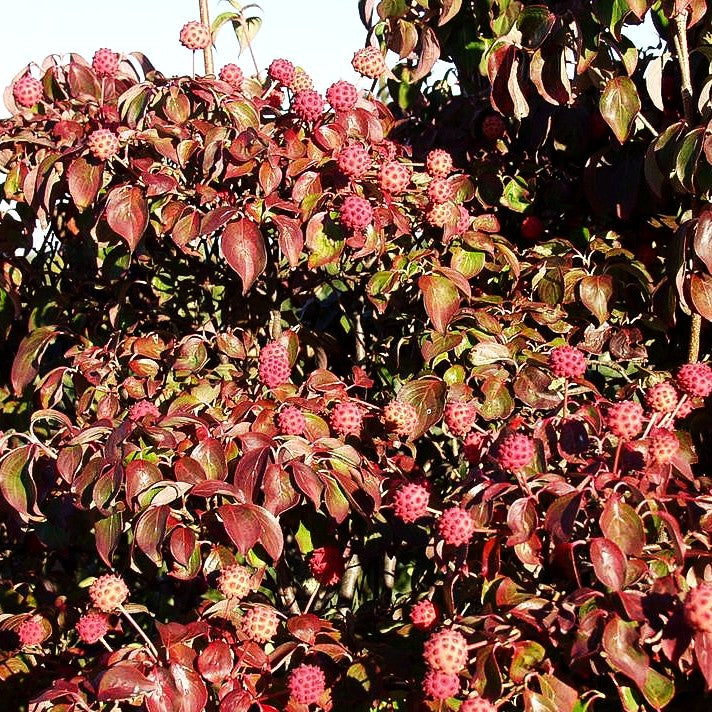 Chinesischer Blumen-Hartriegel (Cornus kousa chinensis)