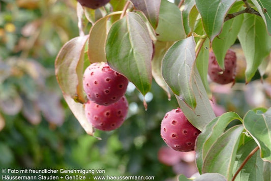 Chinesischer Blumen-Hartriegel 'Milky Way' (Cornus kousa chinensis)