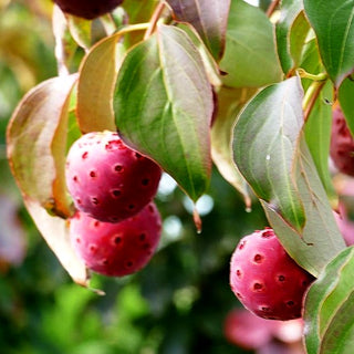 Chinesischer Blumen-Hartriegel 'Milky Way' (Cornus kousa chinensis)