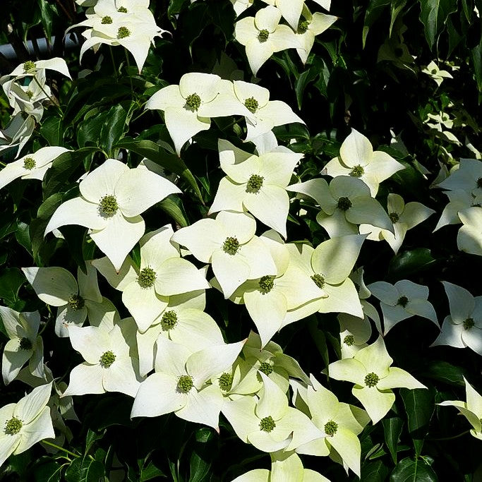 Chinesischer Blumen-Hartriegel 'Milky Way' (Cornus kousa chinensis)