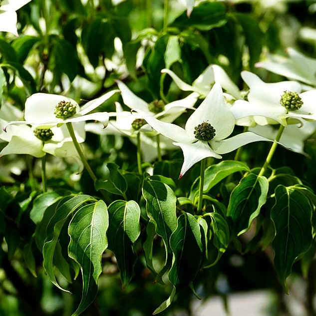 Chinesischer Blumen-Hartriegel 'Milky Way' (Cornus kousa chinensis)