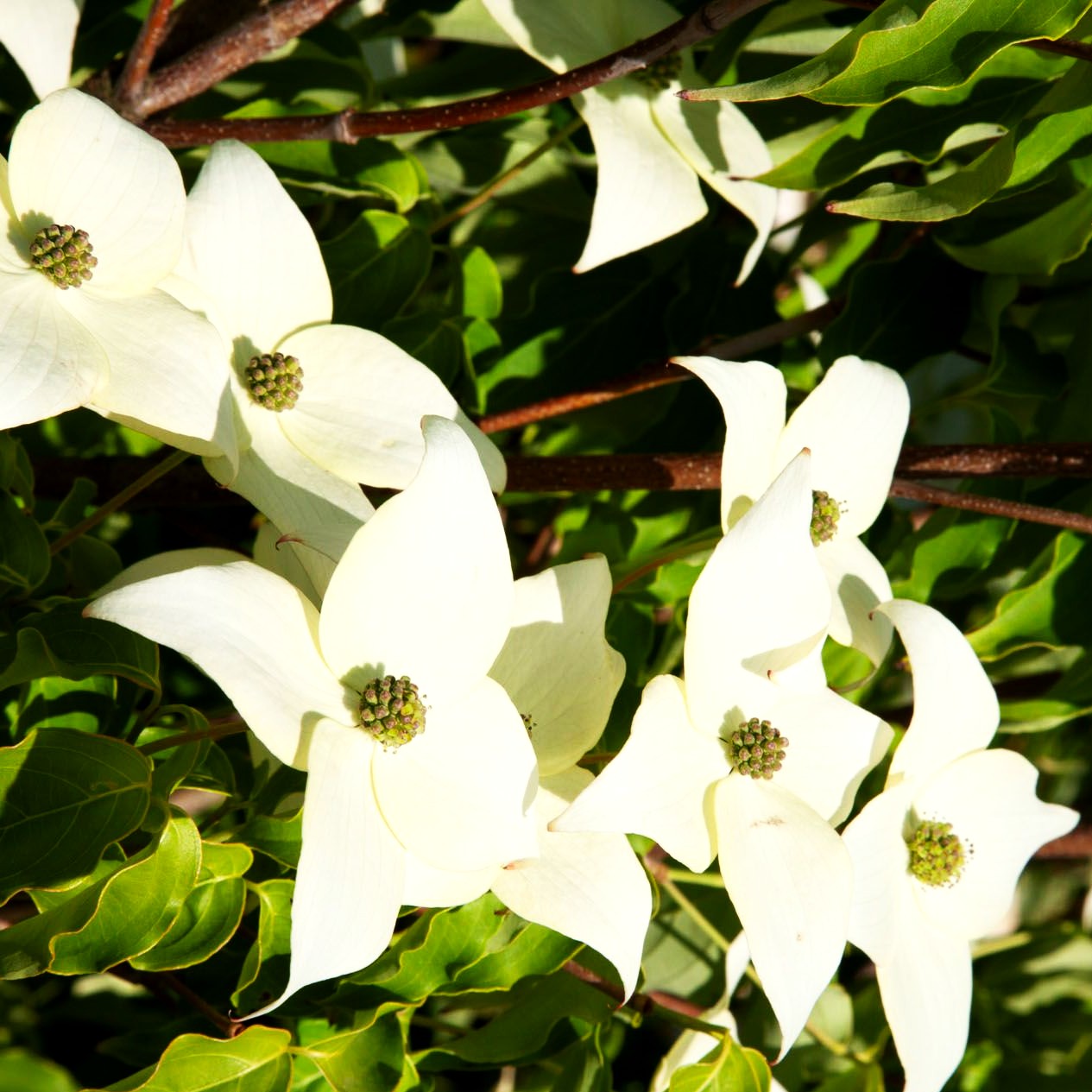 Chinesischer Blumen-Hartriegel 'Milky Way' (Cornus kousa chinensis)