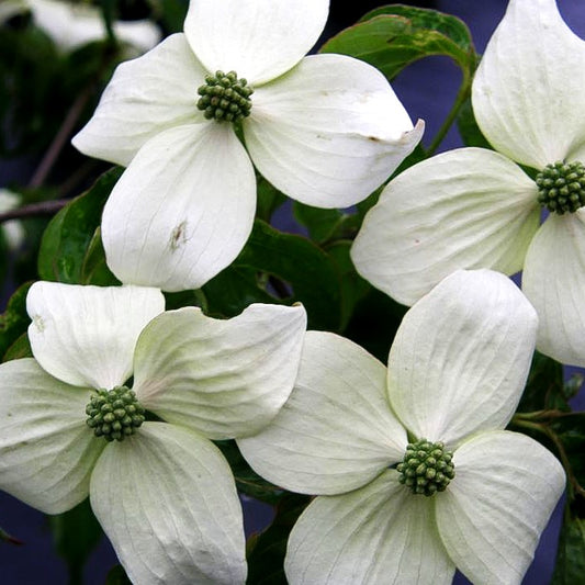 Chinesischer Blumen-Hartriegel 'National' (Cornus kousa chinensis)