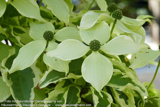 Chinesischer Blumen-Hartriegel 'Pevé Sammy' (Cornus kousa)