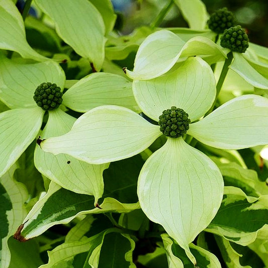 Chinesischer Blumen-Hartriegel 'Pevé Sammy' (Cornus kousa)