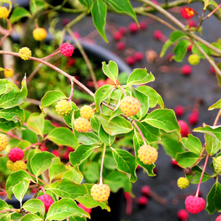 Chinesischer Blumen-Hartriegel 'Scarlet Fire' (Cornus kousa)