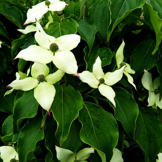 Chinesischer Blumen-Hartriegel 'Schmetterling' (Cornus kousa chinensis)