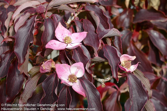 Chinesischer Blumen-Hartriegel 'Teutonia' (Cornus kousa chinensis)