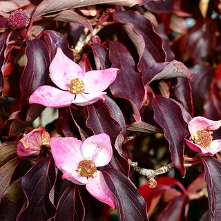 Chinesischer Blumen-Hartriegel 'Teutonia' (Cornus kousa chinensis)