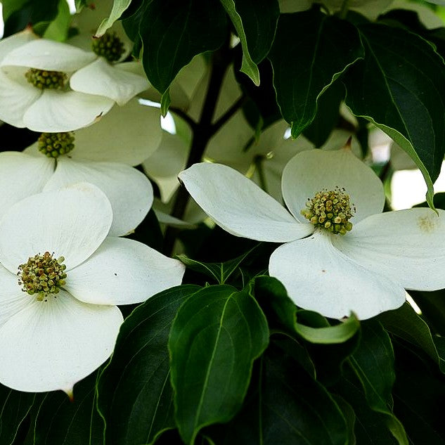 Chinesischer Blumen-Hartriegel 'Teutonia' (Cornus kousa chinensis)