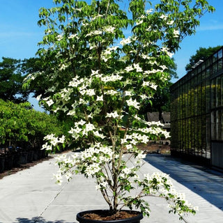 Chinesischer Blumen-Hartriegel 'White Fountain' (Cornus kousa chinensis)