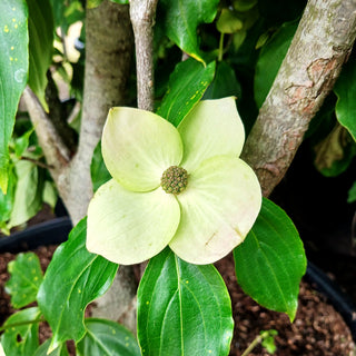 Chinesischer Blumen-Hartriegel 'Wieting's Select' (Cornus kousa chinensis)