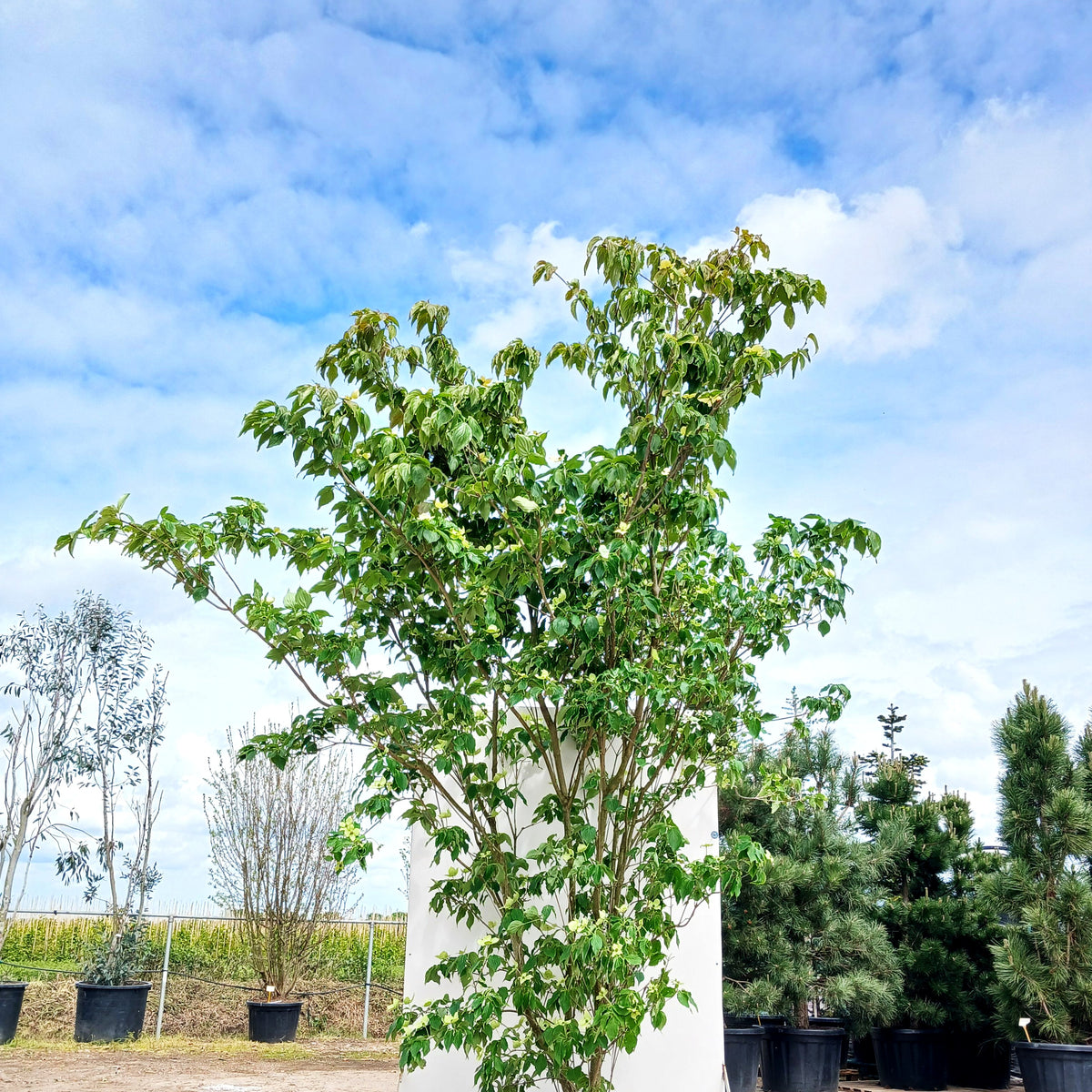 Chinesischer Blumen-Hartriegel 'Wieting's Select' (Cornus kousa chinensis)