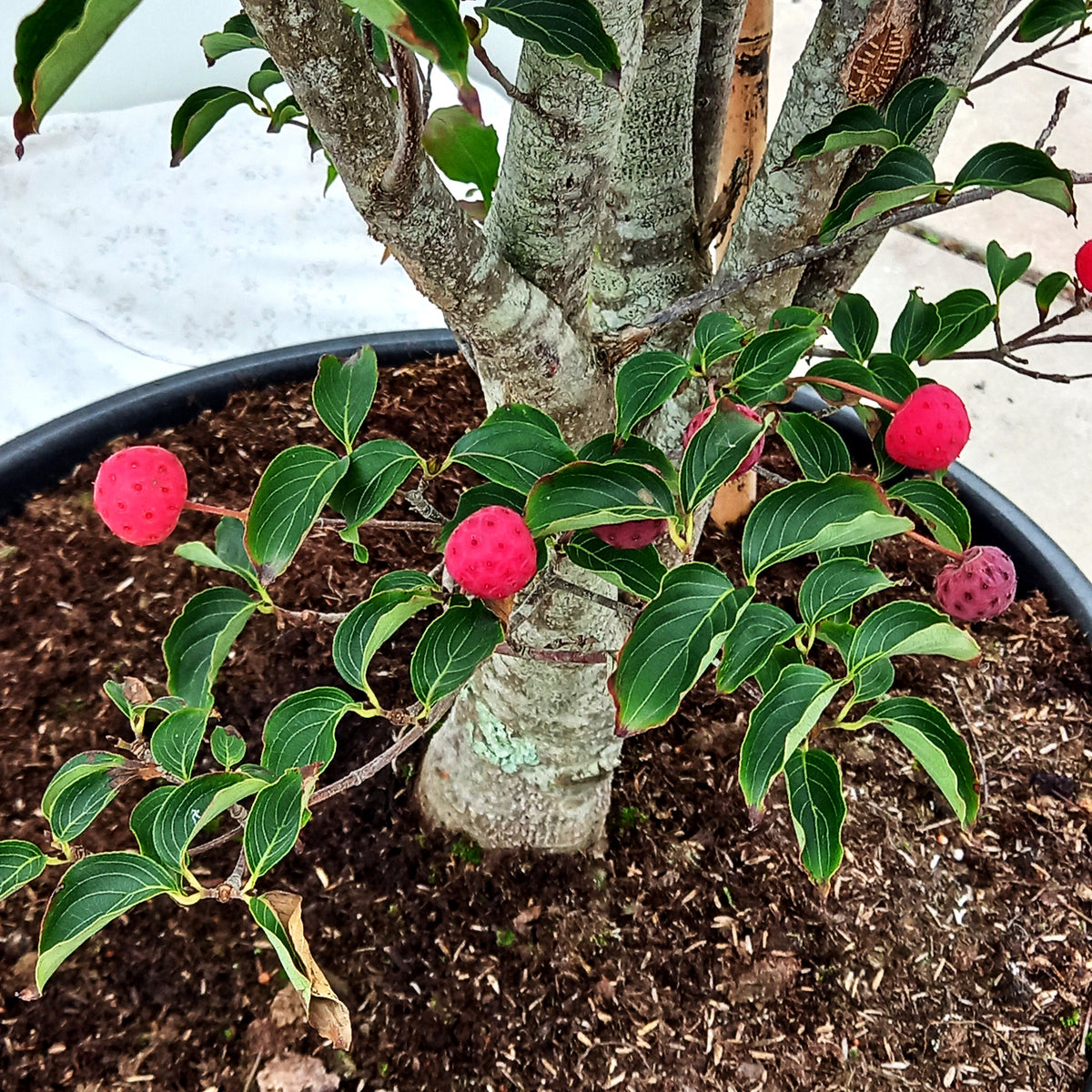 Chinesischer Blumen-Hartriegel 'Wieting's Select' (Cornus kousa chinensis)