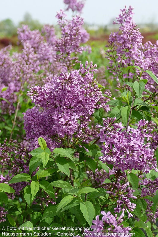 Chinesischer Flieder 'Saugeana' (Syringa x chinensis)