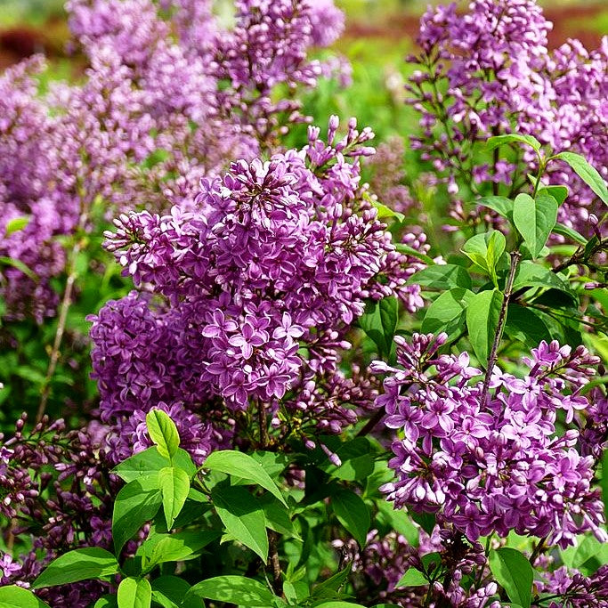 Chinesischer Flieder 'Saugeana' (Syringa x chinensis)