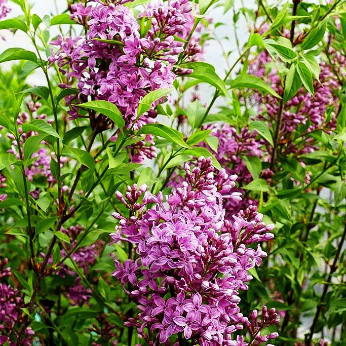 Chinesischer Flieder 'Saugeana' (Syringa x chinensis)
