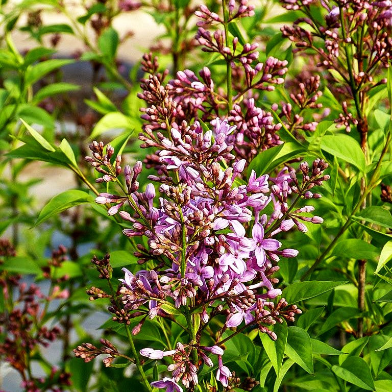 Chinesischer Flieder 'Saugeana' (Syringa x chinensis)