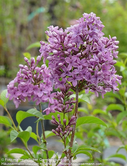 Chinesischer Flieder (Syringa x chinensis)