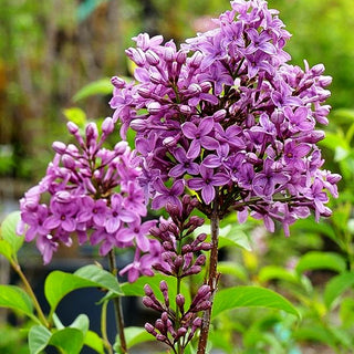Chinesischer Flieder (Syringa x chinensis)
