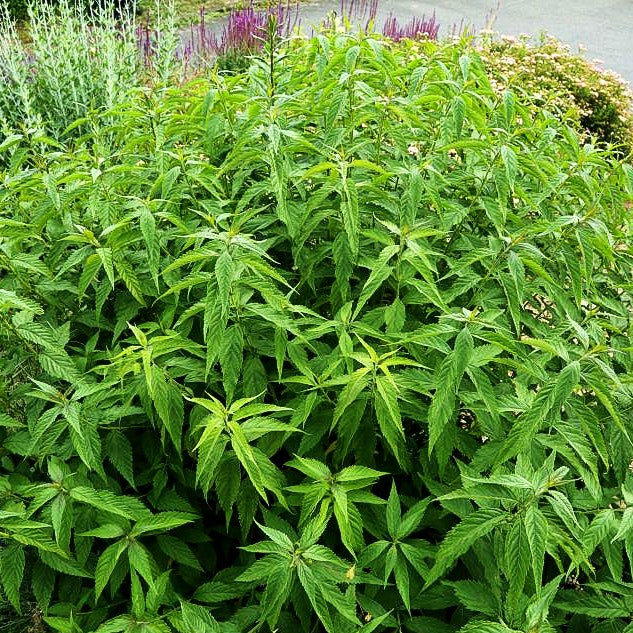 Chinesischer Gewürzstrauch (Elsholtzia stauntonii)