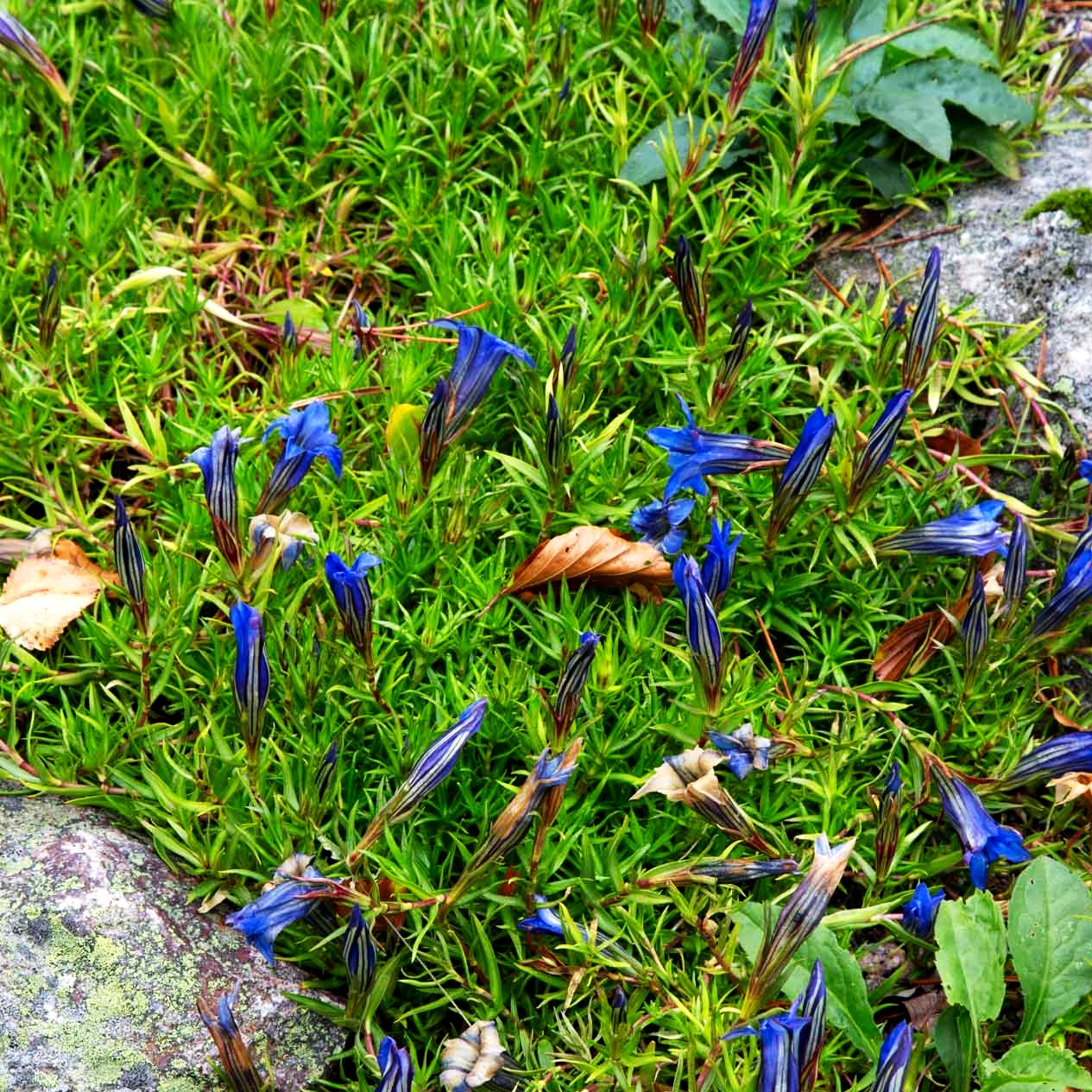 Chinesischer Herbst-Enzian (Gentiana sino-ornata)