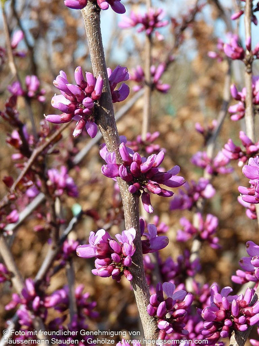Chinesischer Judasbaum 'Avondale' (Cercis chinensis)