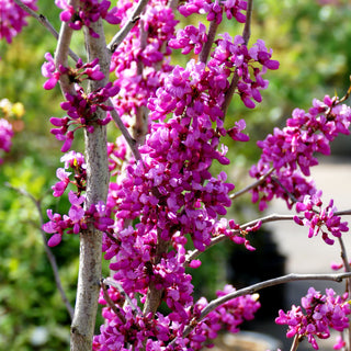Chinesischer Judasbaum 'Avondale' (Cercis chinensis)