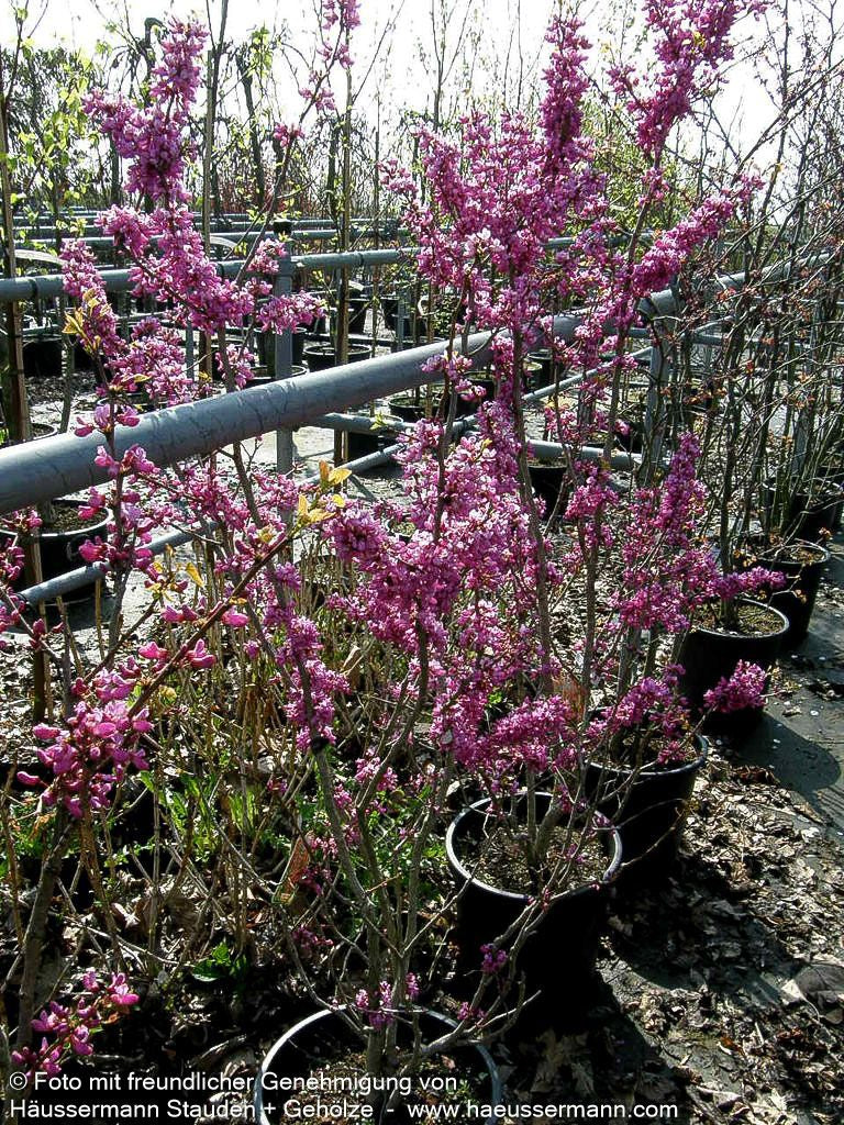 Chinesischer Judasbaum 'Avondale' (Cercis chinensis)