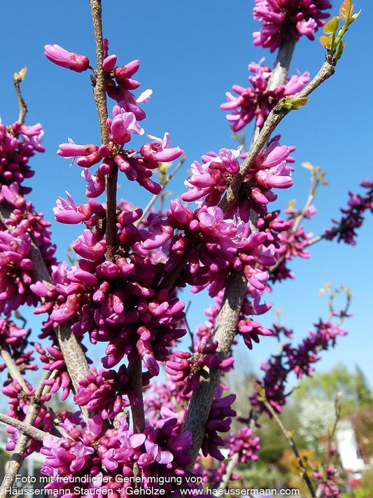 Chinesischer Judasbaum 'Don Egolf' (Cercis chinensis)
