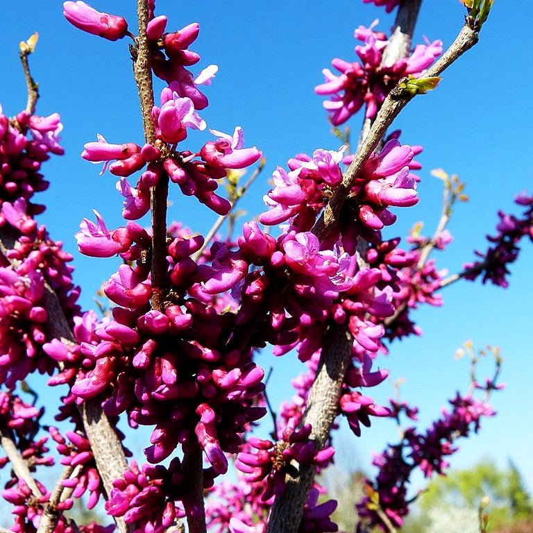 Chinesischer Judasbaum 'Don Egolf' (Cercis chinensis)