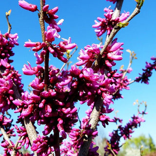 Chinesischer Judasbaum 'Don Egolf' (Cercis chinensis)