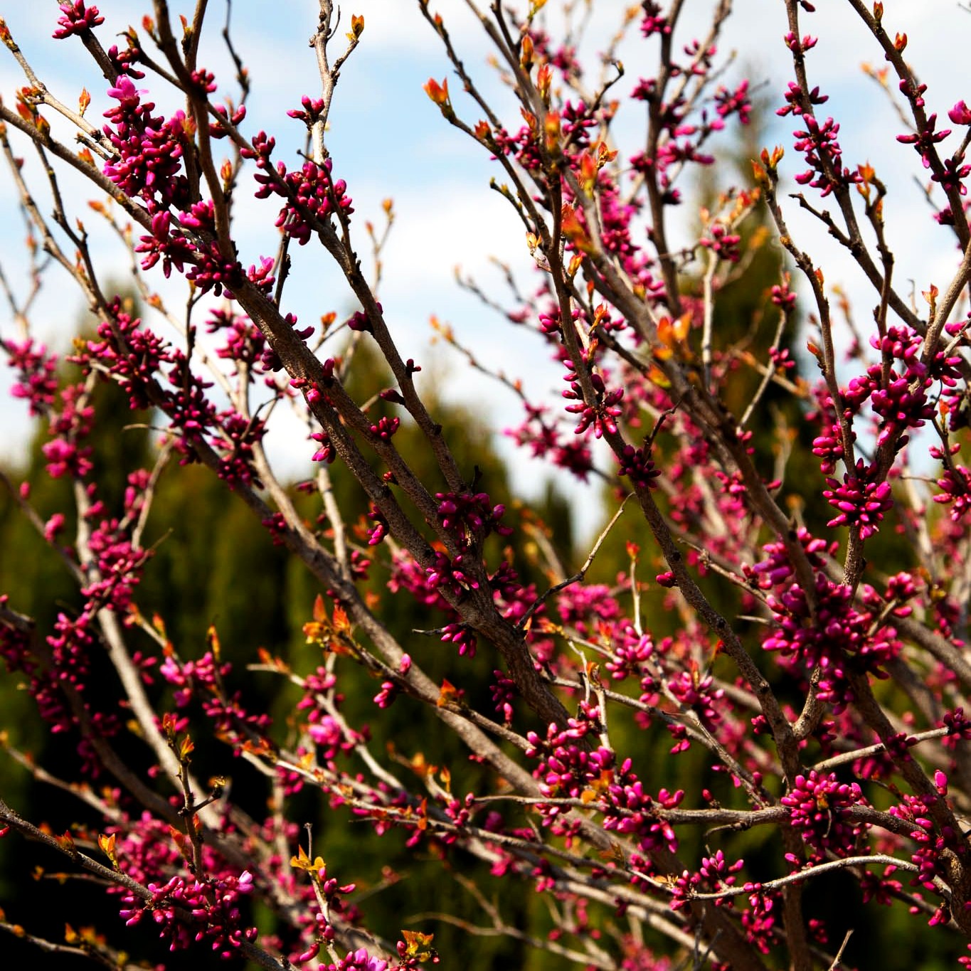 Chinesischer Judasbaum 'Don Egolf' (Cercis chinensis)