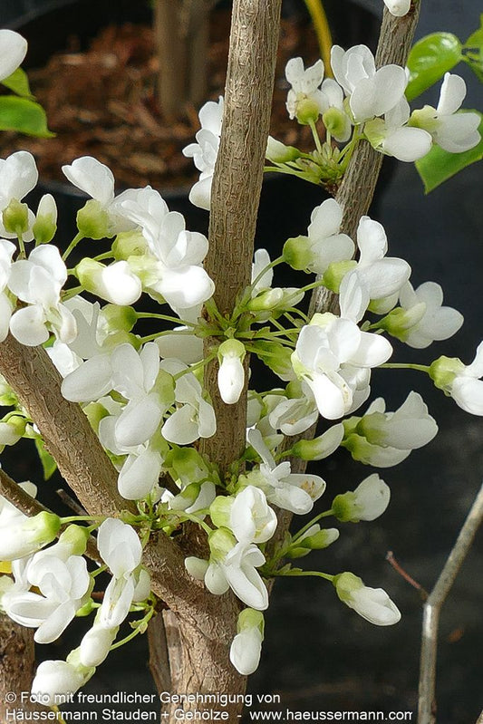 Chinesischer Judasbaum 'Shirobana' (Cercis chinensis)