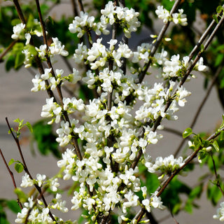 Chinesischer Judasbaum 'Shirobana' (Cercis chinensis)