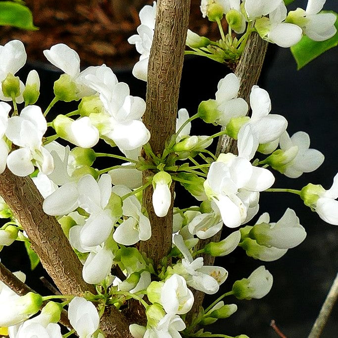 Chinesischer Judasbaum 'Shirobana' (Cercis chinensis)
