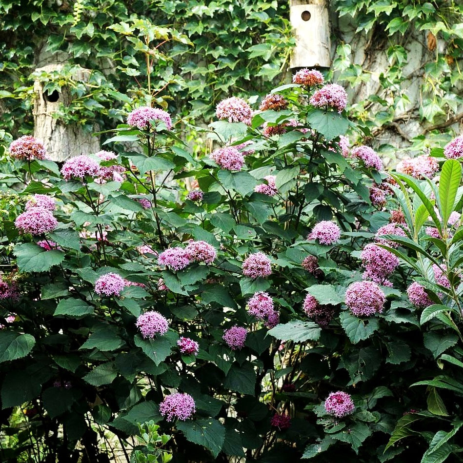 Chinesischer Losbaum (Clerodendrum bungei)