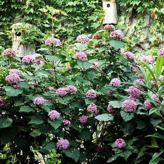 Chinesischer Losbaum (Clerodendrum bungei)