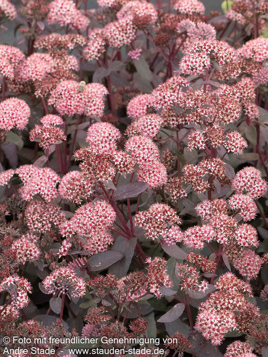 Chinesischer Mauerpfeffer 'Coral Reef' (Sedum tetractinum)