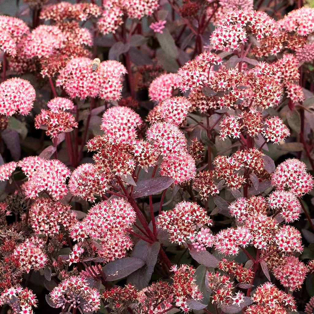 Chinesischer Mauerpfeffer 'Coral Reef' (Sedum tetractinum)