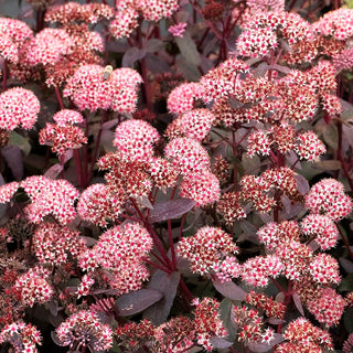 Chinesischer Mauerpfeffer 'Coral Reef' (Sedum tetractinum)