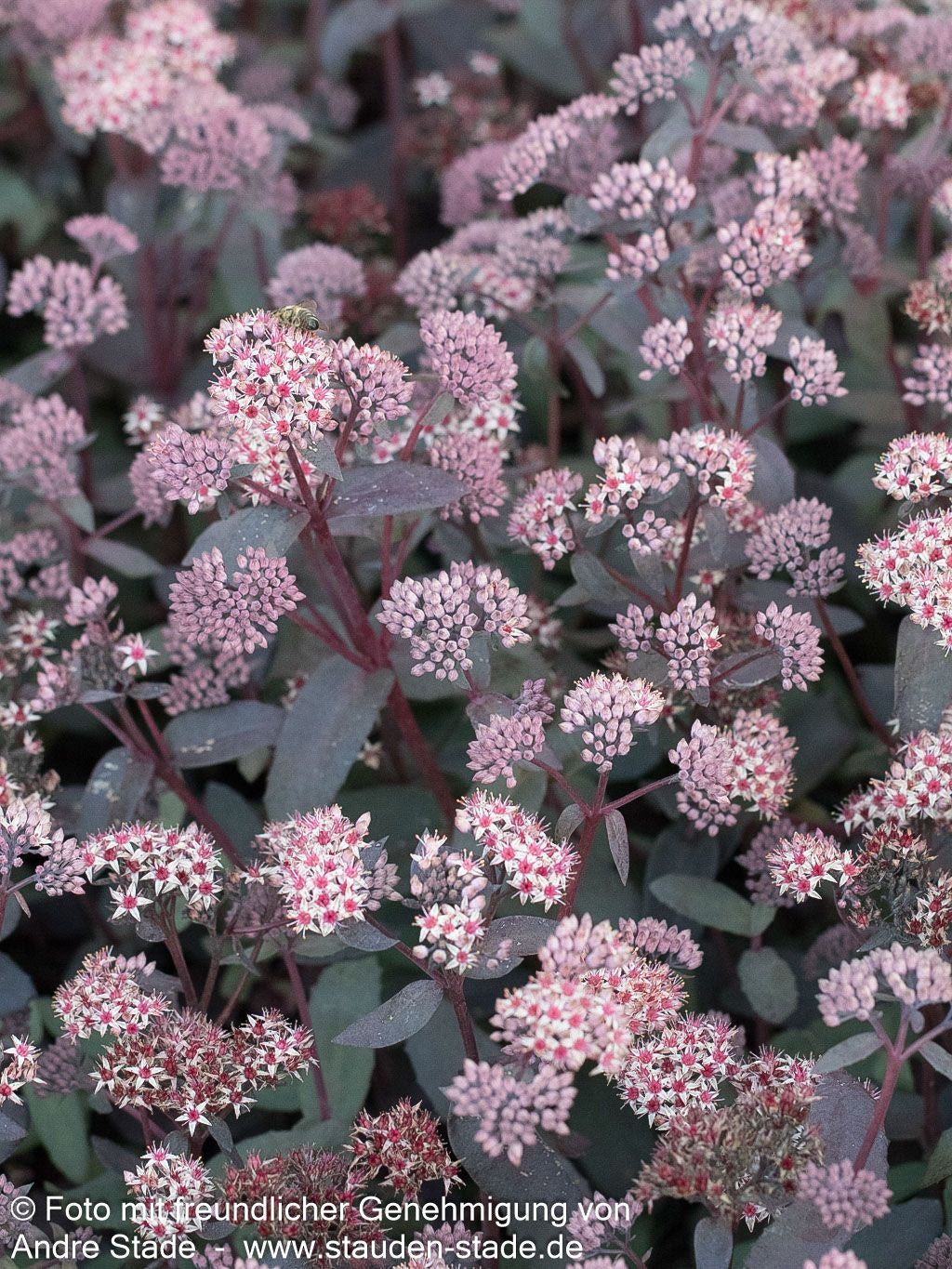 Chinesischer Mauerpfeffer 'Coral Reef' (Sedum tetractinum)