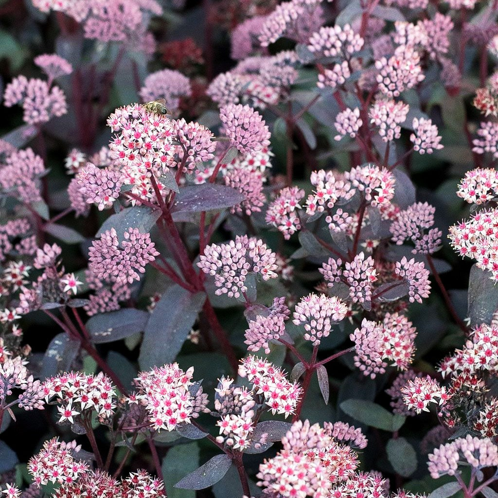 Chinesischer Mauerpfeffer 'Coral Reef' (Sedum tetractinum)
