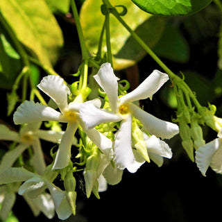Chinesischer Sternjasmin (Trachelospermum jasminoides)