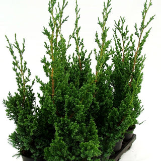 Chinesischer Strauch-Wacholder 'Robusta Green' (Juniperus chin.)