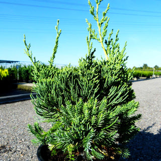 Chinesischer Strauch-Wacholder 'Robusta Green' (Juniperus chin.)