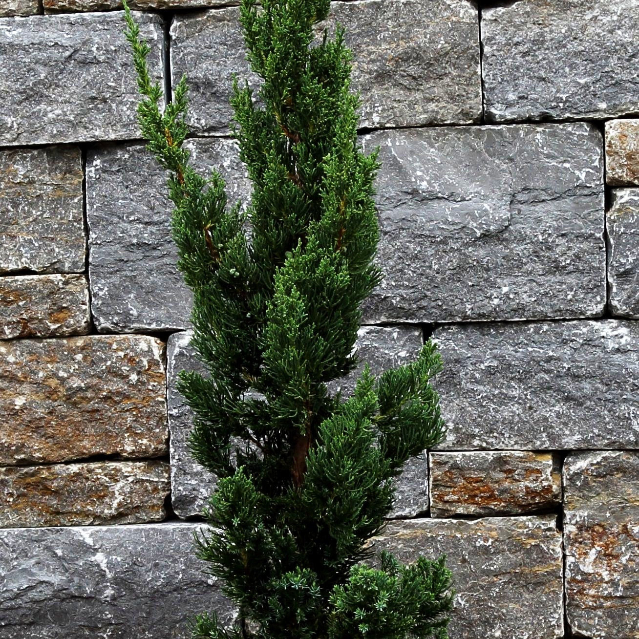 Chinesischer Strauch-Wacholder 'Robusta Green' (Juniperus chin.)