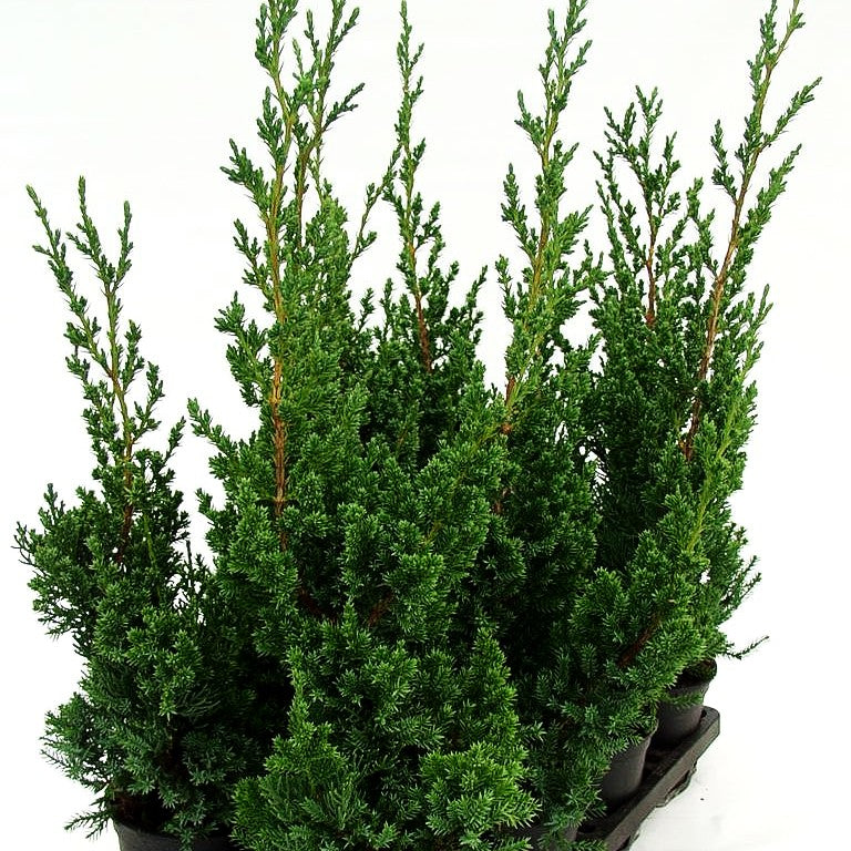 Chinesischer Strauch-Wacholder 'Robusta Green' (Juniperus chin.)